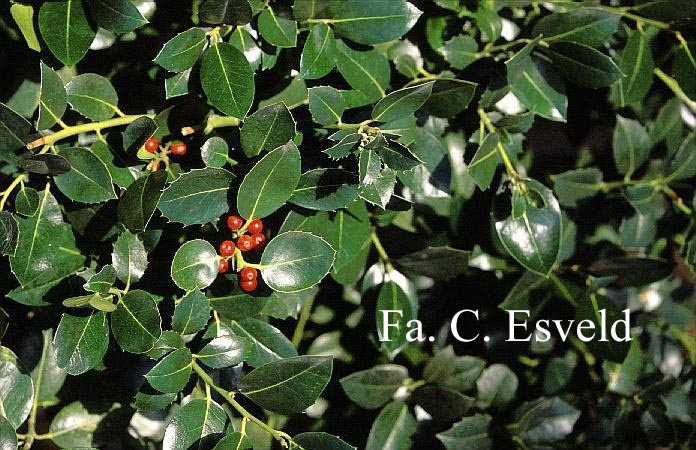 Ilex altaclerensis 'Balearica'