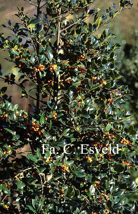 Ilex aquifolium 'Fructu Aurantiaca'