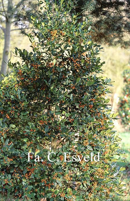 Ilex 'Nellie R. Stevens'