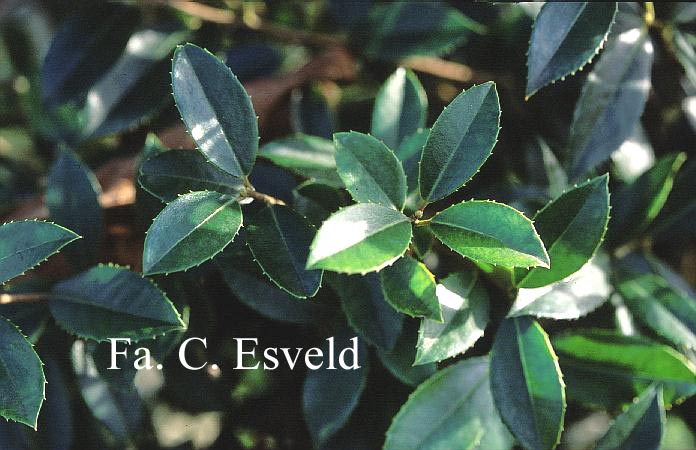 Ilex rubra