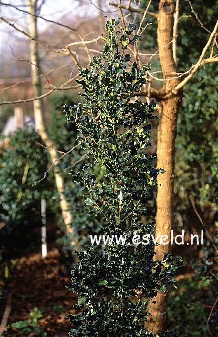 Ilex aquifolium 'Green Pillar'