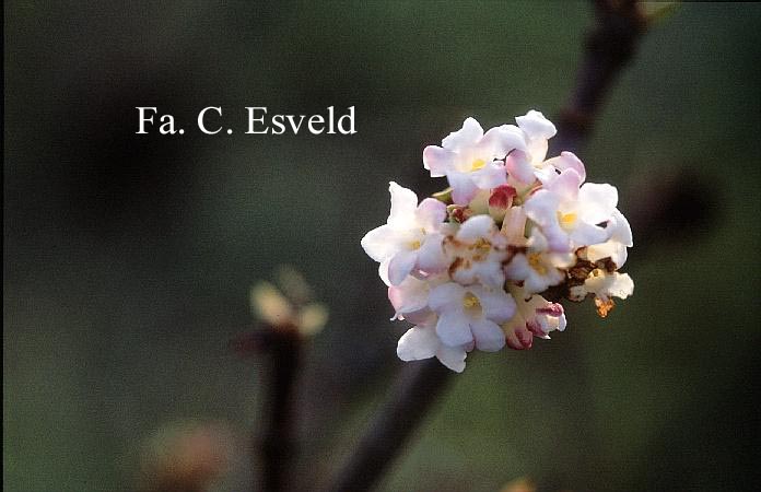 Viburnum grandiflorum 'De Oirsprong' (18922)