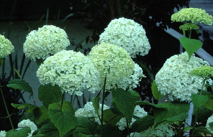 Hydrangea arborescens 'Bounty'