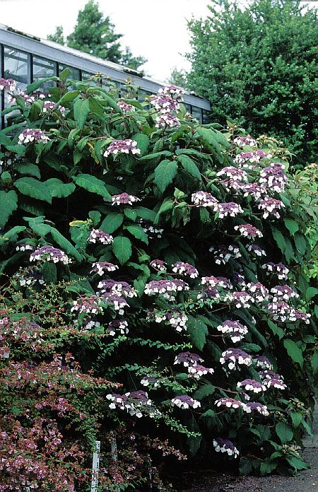 Hydrangea aspera 'Macrophylla'