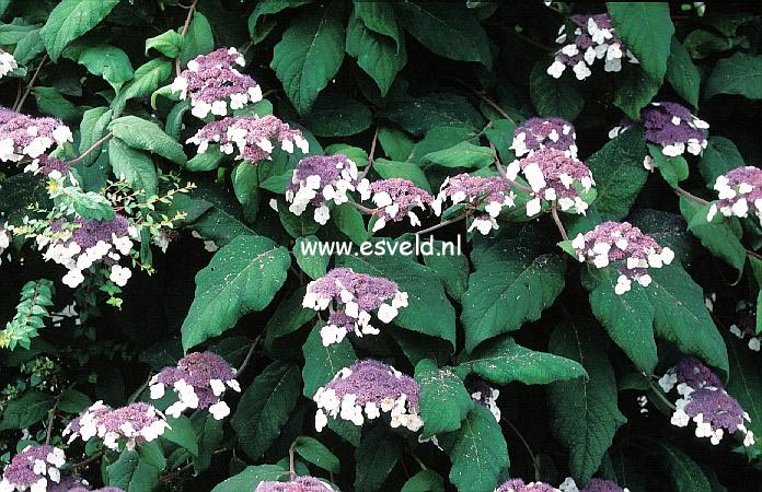 Hydrangea aspera 'Macrophylla'