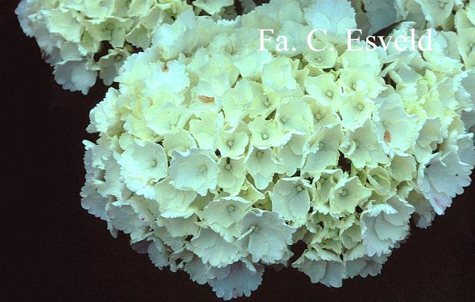 Hydrangea macrophylla 'First White'