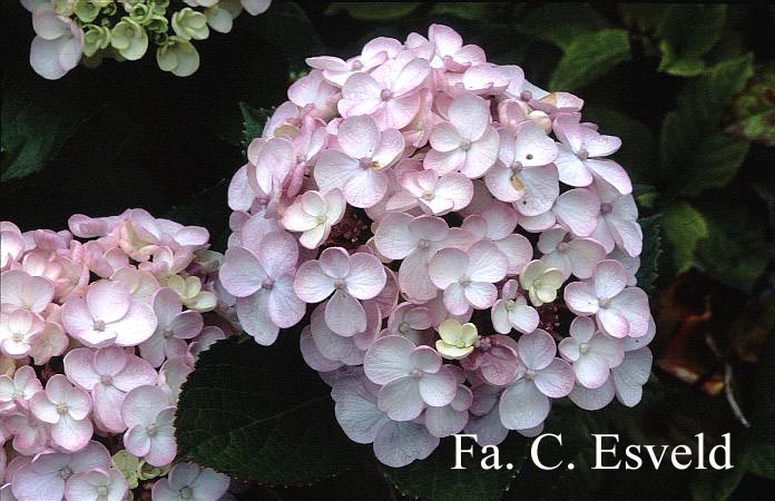 Hydrangea macrophylla 'Trebah Silver'