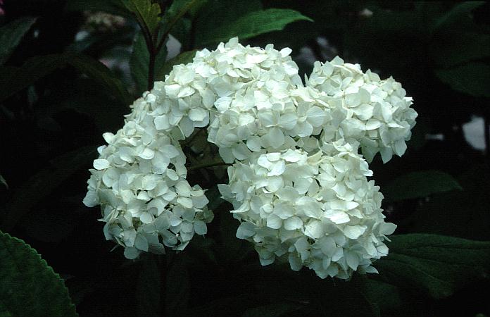 Hydrangea arborescens 'Visitation'