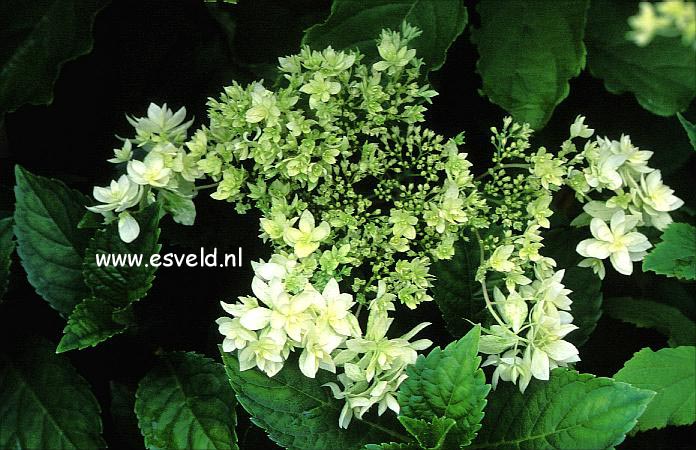 Hydrangea arborescens 'Hayes Starburst' (HOVARIA)