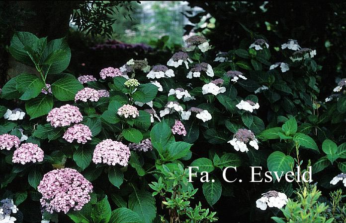 Hydrangea macrophylla 'Ayesha'