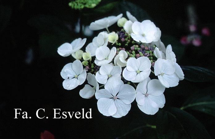 Hydrangea macrophylla 'Elster'