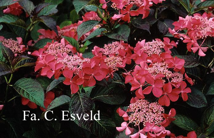 Hydrangea macrophylla 'Selina'