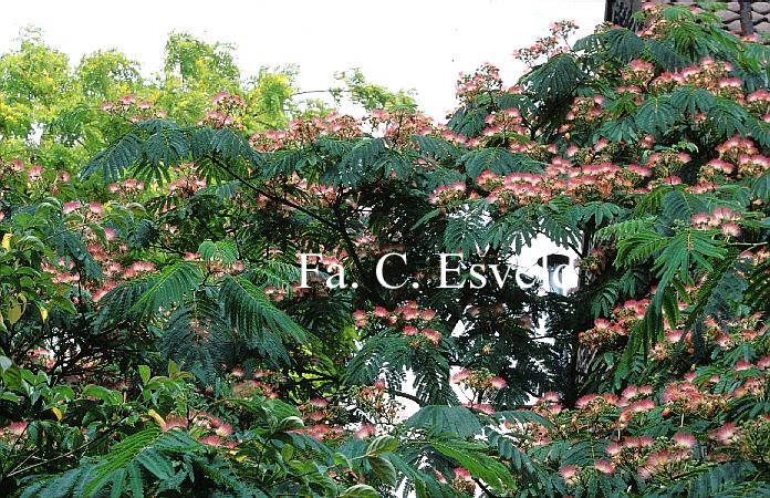 Albizia julibrissin 'Boubri' (OMBRELLA)