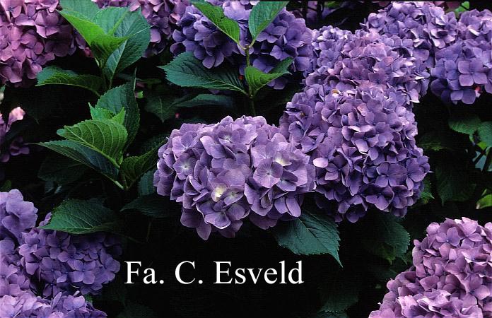 Hydrangea macrophylla 'Gertrud Glahn'