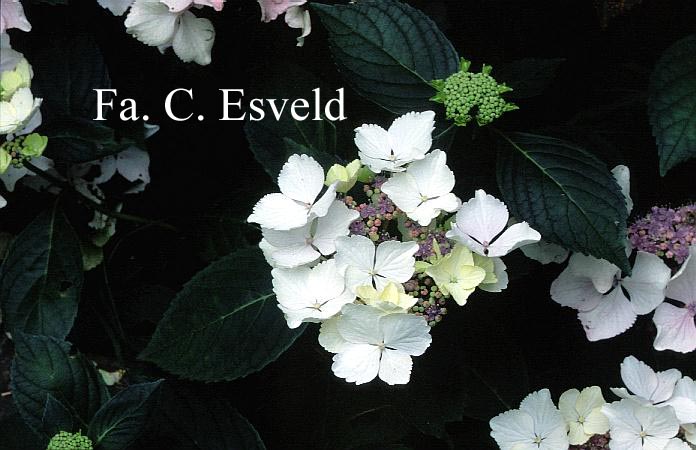 Hydrangea macrophylla 'Green Tonic'