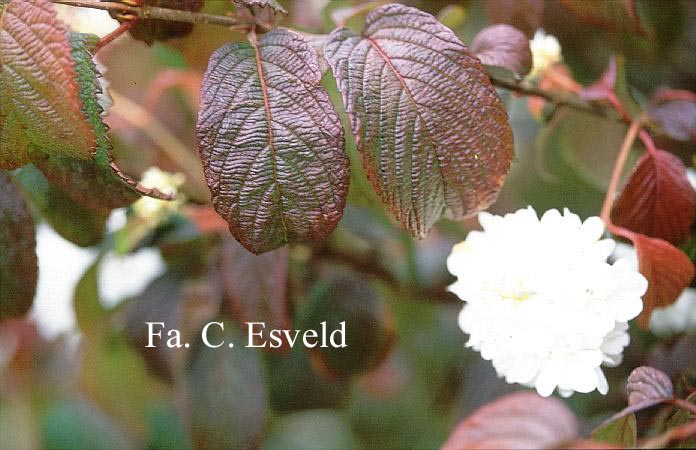 Viburnum plicatum 'Newport'