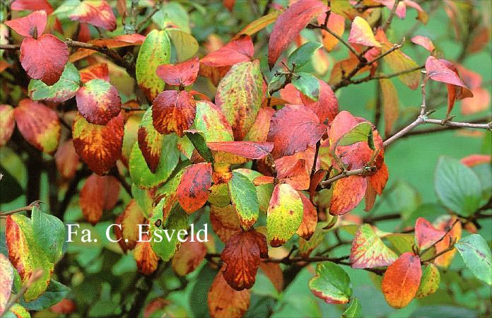 Viburnum burkwoodii 'Mohawk'