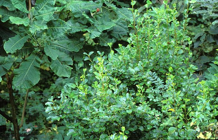 Griselinia littoralis