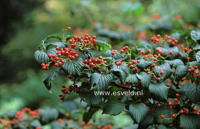 Viburnum dilatatum 'Asian Beauty'