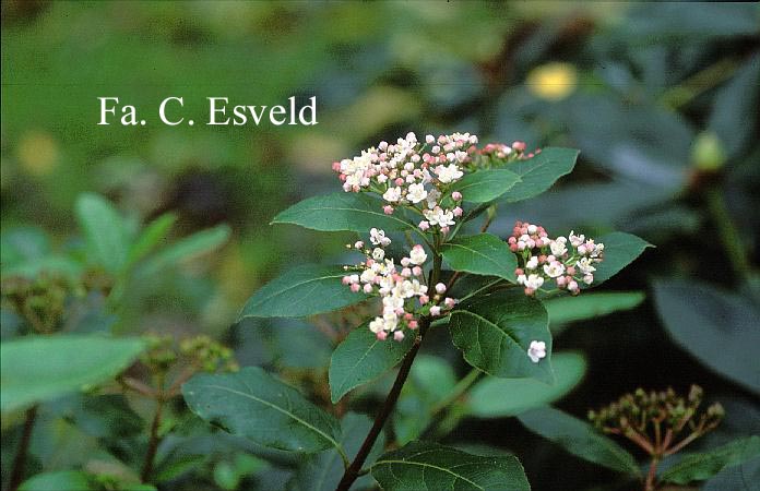 Viburnum tinus 'Gwenlian'