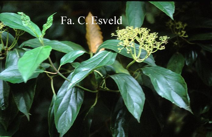 Viburnum cylindricum