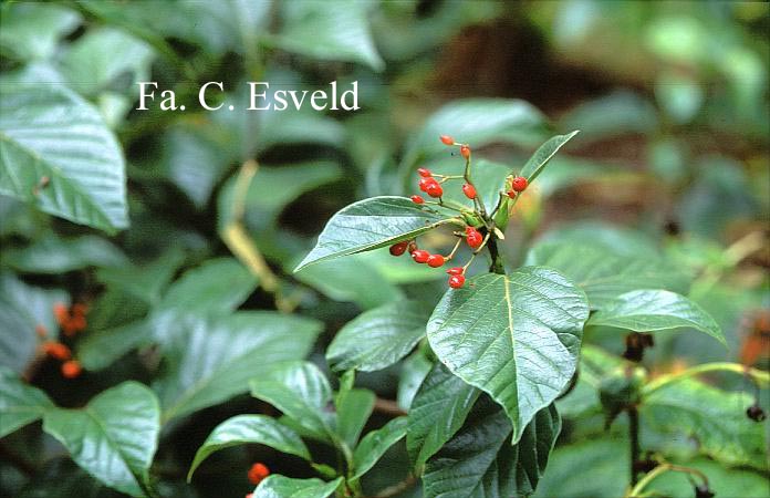 Viburnum japonicum
