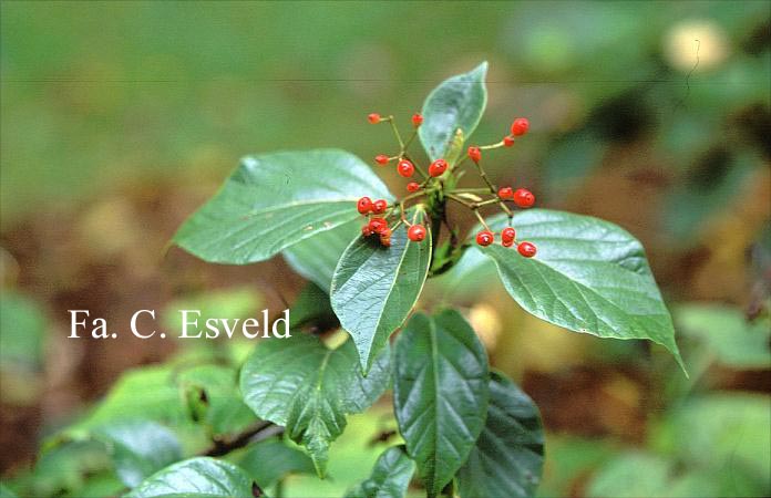 Viburnum japonicum