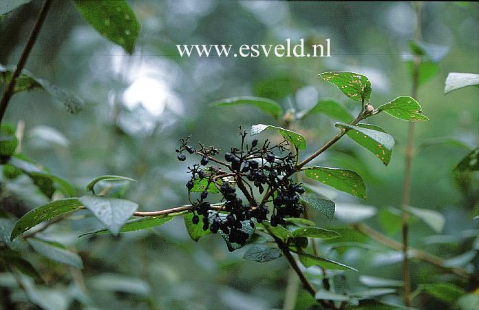 Viburnum schensianum