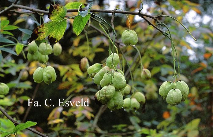 Staphylea colchica