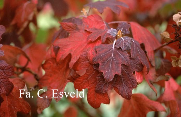 Hydrangea quercifolia 'Burgundy'