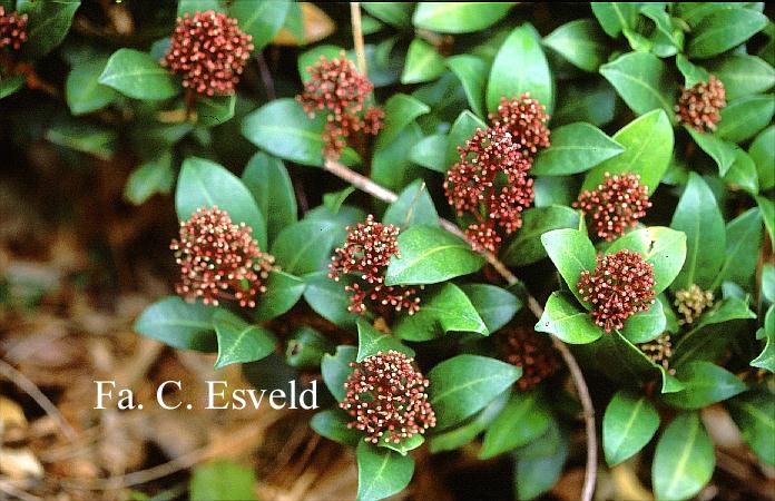 Skimmia japonica 'Wanto' (LUWIAN)