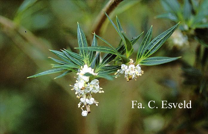 Osmanthus heterophyllus 'Sasaba'