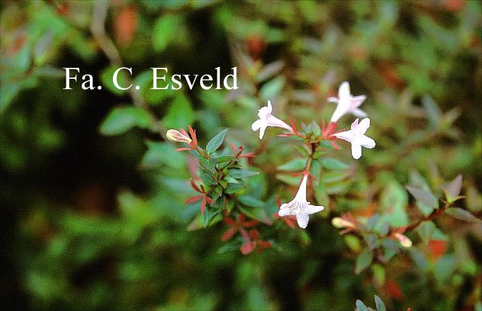 Abelia grandiflora 'Sherwood'