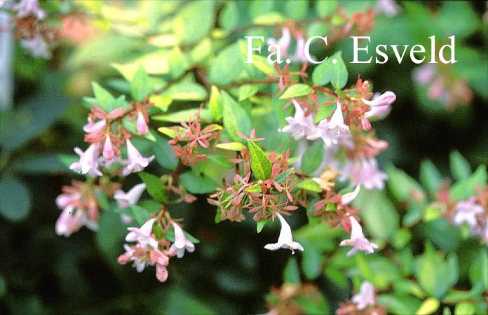 Abelia grandiflora 'Francis Mason'