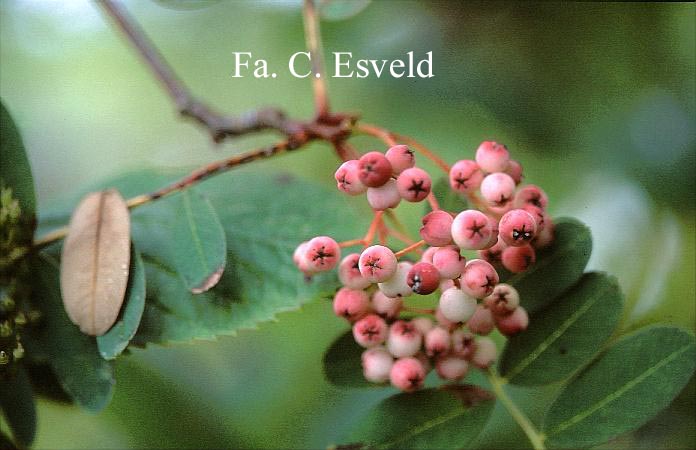 Sorbus hupehensis 'November Pink'