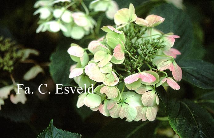 Hydrangea macrophylla 'Elster'