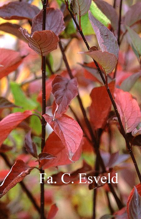 Cornus alba 'Kesselringii'