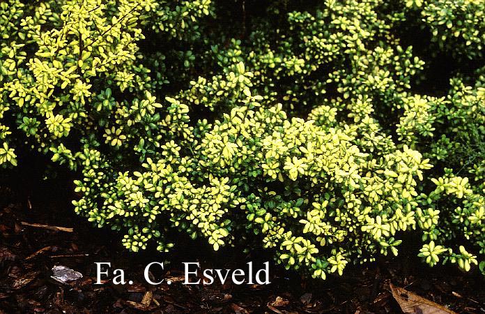 Plantentuin Esveld