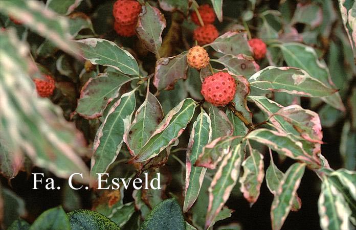 Cornus kousa 'Wolf's Eye'