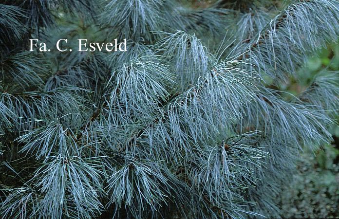 Pinus strobus 'Himmelblau'