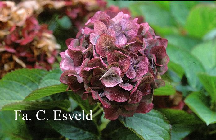 Hydrangea macrophylla 'Atlantica'