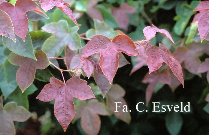 Liquidambar formosana