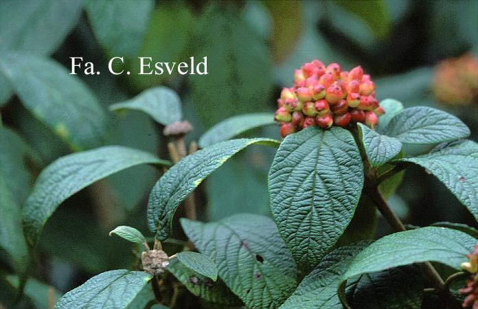 Viburnum rhytidophylloides
