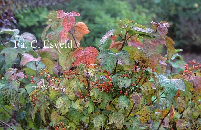 Viburnum koreanum