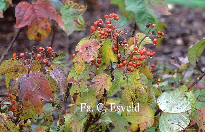 Viburnum koreanum