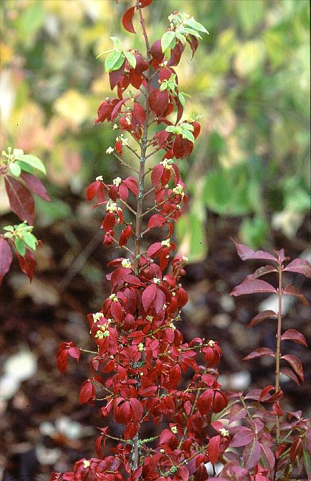 Euonymus alatus var. apterus