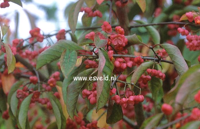 Euonymus hamiltonianus sieboldianus