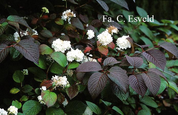 Viburnum plicatum 'Grandiflorum'