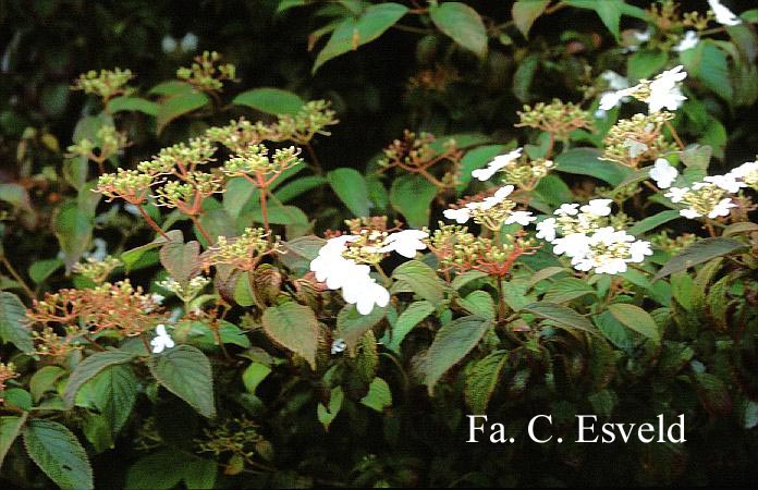 Viburnum plicatum 'Watanabe'