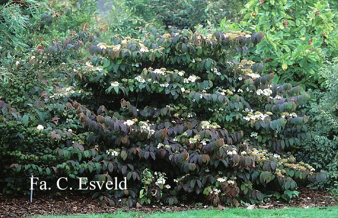 Viburnum plicatum 'Shoshoni'